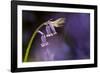 Bluebell close-up, Lanhydrock woodland, Cornwall, UK-Ross Hoddinott-Framed Photographic Print