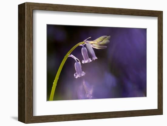 Bluebell close-up, Lanhydrock woodland, Cornwall, UK-Ross Hoddinott-Framed Photographic Print