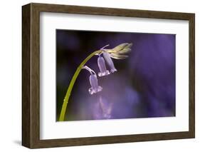 Bluebell close-up, Lanhydrock woodland, Cornwall, UK-Ross Hoddinott-Framed Photographic Print