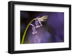 Bluebell close-up, Lanhydrock woodland, Cornwall, UK-Ross Hoddinott-Framed Photographic Print