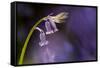 Bluebell close-up, Lanhydrock woodland, Cornwall, UK-Ross Hoddinott-Framed Stretched Canvas