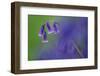 Bluebell flower, Cornwall, UK-Ross Hoddinott-Framed Photographic Print