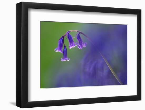 Bluebell flower, Cornwall, UK-Ross Hoddinott-Framed Photographic Print