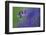 Bluebell flower, Cornwall, UK-Ross Hoddinott-Framed Photographic Print