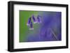 Bluebell flower, Cornwall, UK-Ross Hoddinott-Framed Photographic Print