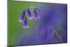 Bluebell flower, Cornwall, UK-Ross Hoddinott-Mounted Photographic Print