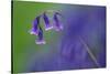 Bluebell flower, Cornwall, UK-Ross Hoddinott-Stretched Canvas