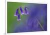 Bluebell flower, Cornwall, UK-Ross Hoddinott-Framed Photographic Print