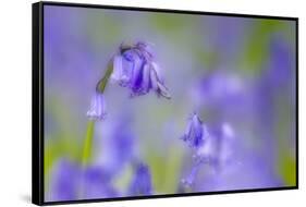 Bluebell Flower (Hyacinthoides Non-Scripta) Soft Focus , the National Forest, Midlands, UK, April-Ben Hall-Framed Stretched Canvas