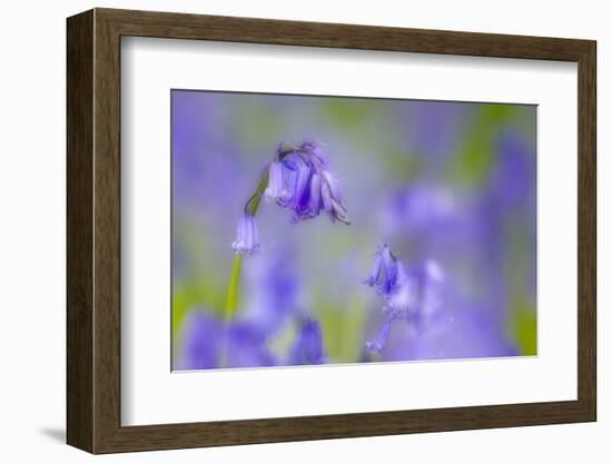 Bluebell Flower (Hyacinthoides Non-Scripta) Soft Focus , the National Forest, Midlands, UK, April-Ben Hall-Framed Photographic Print