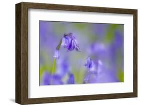 Bluebell Flower (Hyacinthoides Non-Scripta) Soft Focus , the National Forest, Midlands, UK, April-Ben Hall-Framed Photographic Print