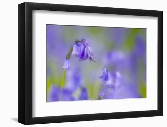 Bluebell Flower (Hyacinthoides Non-Scripta) Soft Focus , the National Forest, Midlands, UK, April-Ben Hall-Framed Photographic Print