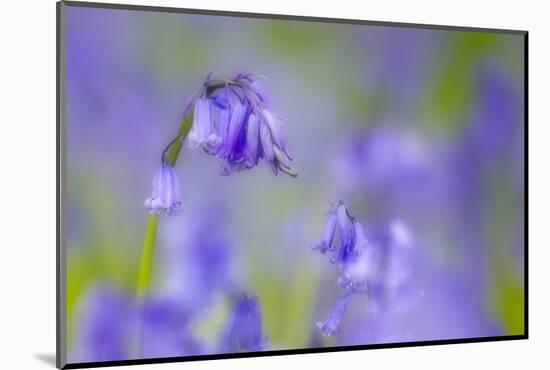 Bluebell Flower (Hyacinthoides Non-Scripta) Soft Focus , the National Forest, Midlands, UK, April-Ben Hall-Mounted Photographic Print