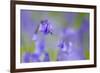 Bluebell Flower (Hyacinthoides Non-Scripta) Soft Focus , the National Forest, Midlands, UK, April-Ben Hall-Framed Photographic Print