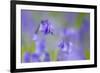 Bluebell Flower (Hyacinthoides Non-Scripta) Soft Focus , the National Forest, Midlands, UK, April-Ben Hall-Framed Photographic Print