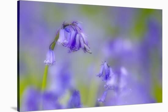 Bluebell Flower (Hyacinthoides Non-Scripta) Soft Focus , the National Forest, Midlands, UK, April-Ben Hall-Stretched Canvas