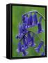 Bluebell Flower, UK-Niall Benvie-Framed Stretched Canvas