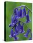 Bluebell Flower, UK-Niall Benvie-Stretched Canvas