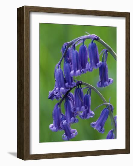 Bluebell Flower, UK-Niall Benvie-Framed Photographic Print