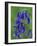 Bluebell Flower, UK-Niall Benvie-Framed Photographic Print