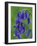 Bluebell Flower, UK-Niall Benvie-Framed Photographic Print