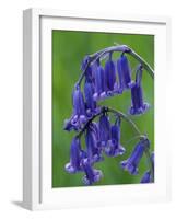 Bluebell Flower, UK-Niall Benvie-Framed Photographic Print