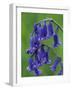 Bluebell Flower, UK-Niall Benvie-Framed Photographic Print