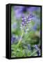 Bluebell Flower-null-Framed Stretched Canvas