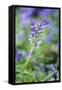 Bluebell Flower-null-Framed Stretched Canvas