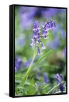 Bluebell Flower-null-Framed Stretched Canvas