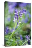 Bluebell Flower-null-Stretched Canvas