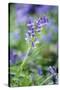 Bluebell Flower-null-Stretched Canvas