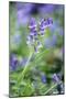 Bluebell Flower-null-Mounted Premium Photographic Print