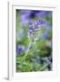 Bluebell Flower-null-Framed Photographic Print