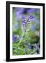 Bluebell Flower-null-Framed Photographic Print