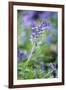 Bluebell Flower-null-Framed Photographic Print
