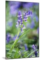 Bluebell Flower-null-Mounted Photographic Print