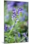 Bluebell Flower-null-Mounted Photographic Print