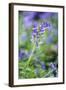 Bluebell Flower-null-Framed Photographic Print