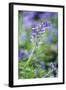 Bluebell Flower-null-Framed Photographic Print