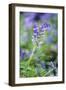 Bluebell Flower-null-Framed Photographic Print