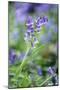 Bluebell Flower-null-Mounted Photographic Print