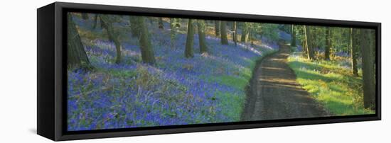 Bluebell Flowers along a Dirt Road in a Forest, Gloucestershire, England-null-Framed Stretched Canvas