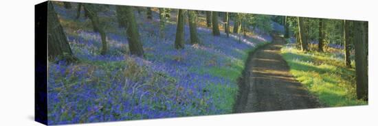 Bluebell Flowers along a Dirt Road in a Forest, Gloucestershire, England-null-Stretched Canvas