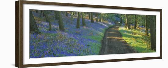 Bluebell Flowers along a Dirt Road in a Forest, Gloucestershire, England-null-Framed Premium Photographic Print