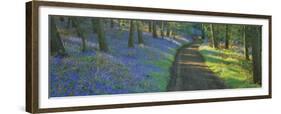 Bluebell Flowers along a Dirt Road in a Forest, Gloucestershire, England-null-Framed Premium Photographic Print