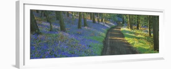 Bluebell Flowers along a Dirt Road in a Forest, Gloucestershire, England-null-Framed Premium Photographic Print