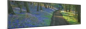 Bluebell Flowers along a Dirt Road in a Forest, Gloucestershire, England-null-Mounted Photographic Print
