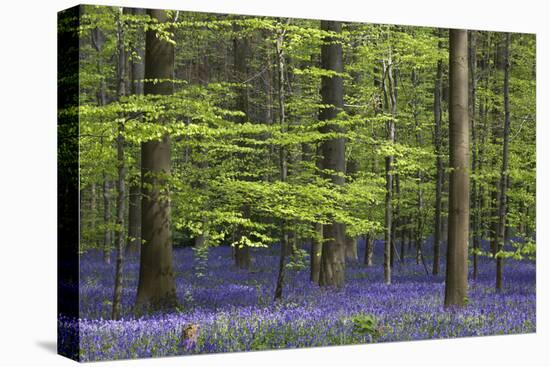 Bluebell Flowers in Forest with Beech Trees-null-Stretched Canvas