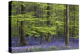 Bluebell Flowers in Forest with Beech Trees-null-Stretched Canvas